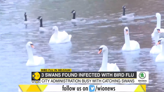 swans-2