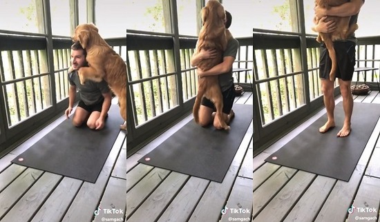 yogi_dog3