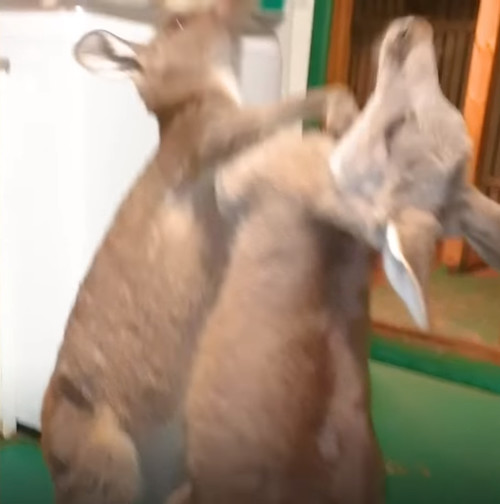 kangsaru2