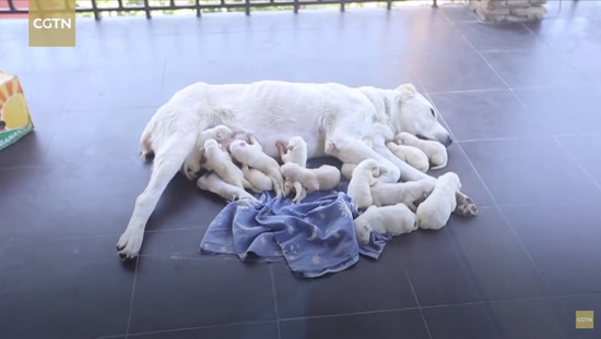 17puppies-3