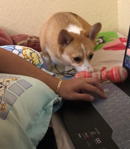corgi-encroaches2