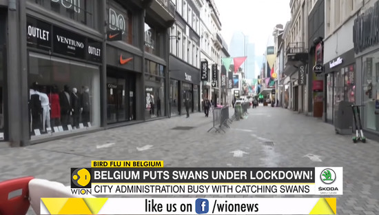 swans-1