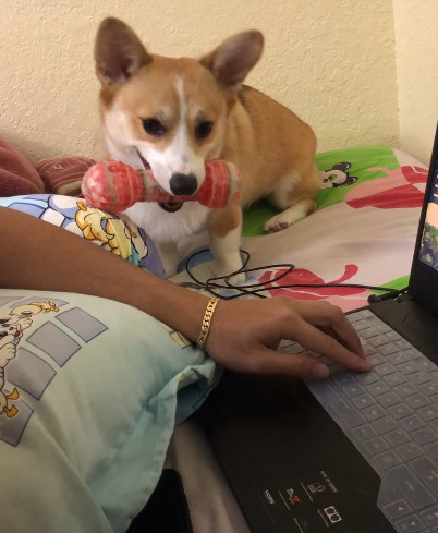corgi-encroaches1