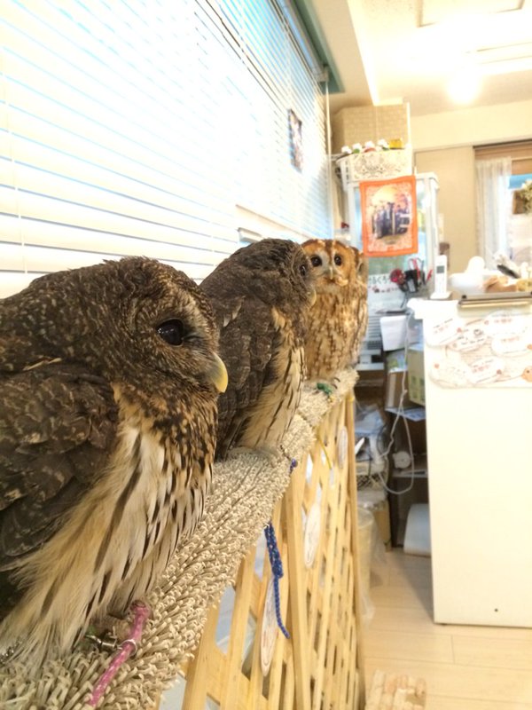 ふくろうカフェに行ってきました はとの徒然日記 ふくろうカフェに行ってきました はとの徒然日記