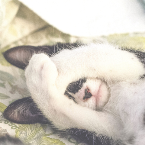 Sleepyhead Cat Instagram Post