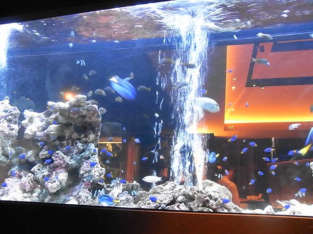 店内の巨大水槽に１万匹の熱帯魚が泳ぐアクアリウムレストランがオープン 麻布十番 ライム Lime 麻布十番 恵比寿 銀座大好き 新米フードアナリスト ハツのブログ