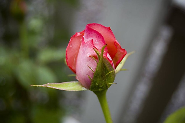 photo-garden-rose-bud-david-salafia