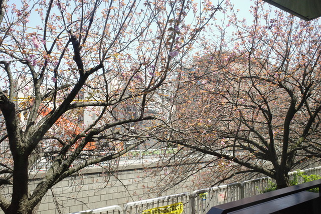 中目黒 桜を眺めながら贅沢な時間を楽しめる極上レストラン Cuisine Francaise Narita Yutaka 恵比寿 銀座大好き 新米フードアナリスト ハツのブログ 中目黒 桜を眺めながら贅沢な時間を楽しめる極上レストラン Cuisine Francaise Narita Yutaka 恵比寿 銀座大好き 新米フードアナリスト ハツのブログ