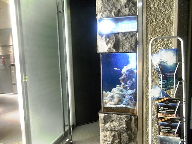 店内の巨大水槽に１万匹の熱帯魚が泳ぐアクアリウムレストランがオープン 麻布十番 ライム Lime 麻布十番 恵比寿 銀座大好き 新米フードアナリスト ハツのブログ