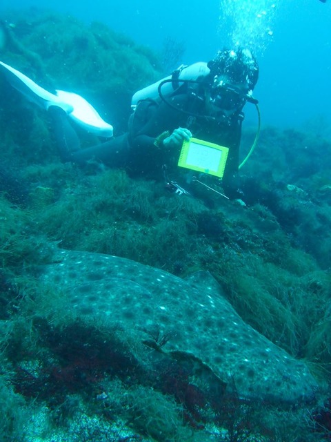 20160622コロザメとダイバー