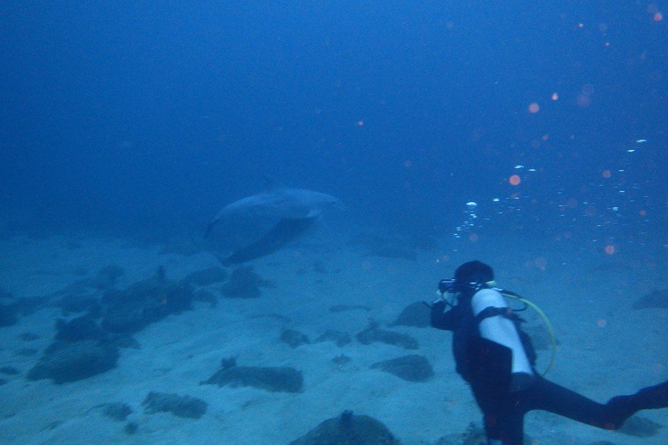 初島にイルカ 熱海 初島ダイビング