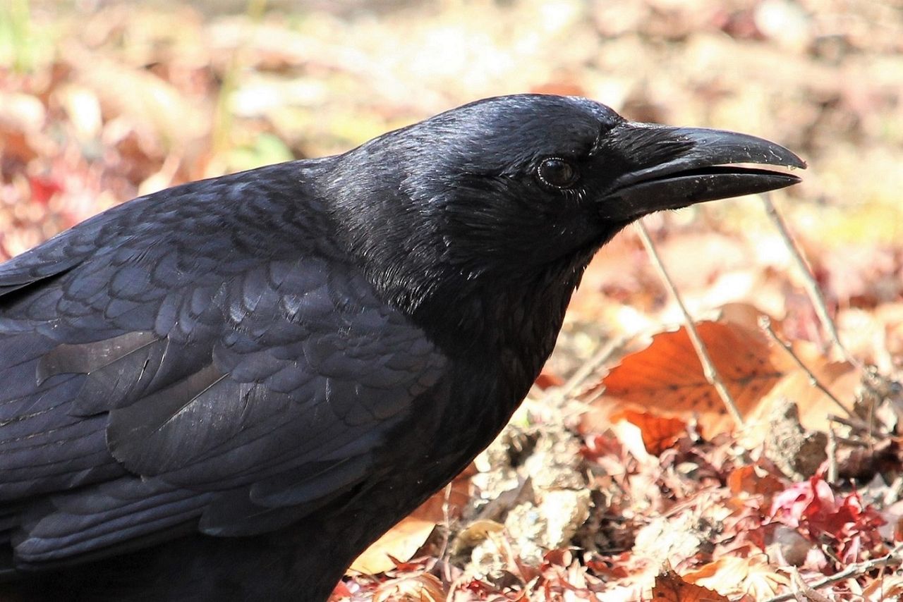 昨日の散歩 稲荷山周辺 No １１３ 八田真田八わーるど