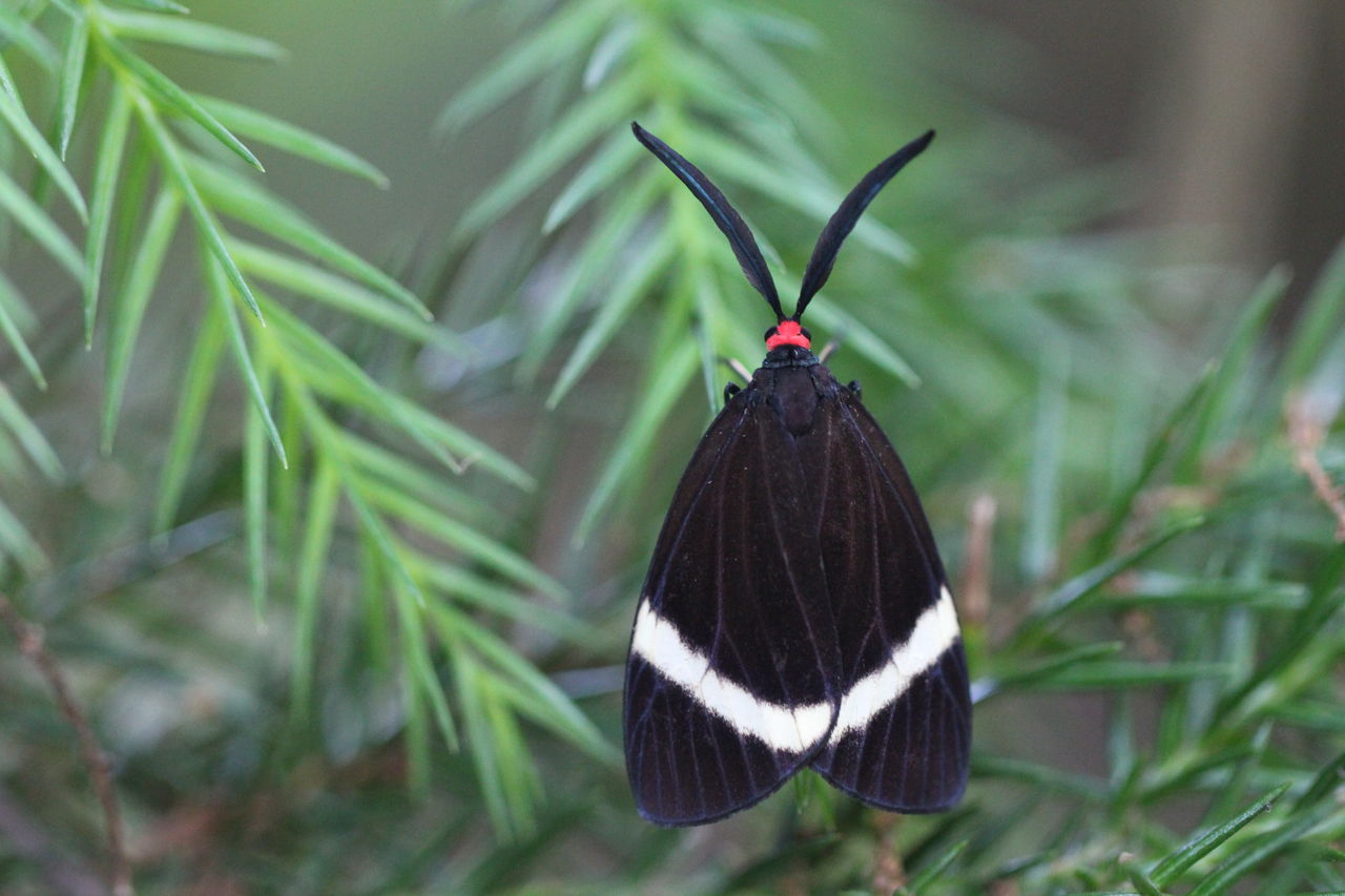 即き過ぎ俳句フォト No ４４ 八田真田八わーるど