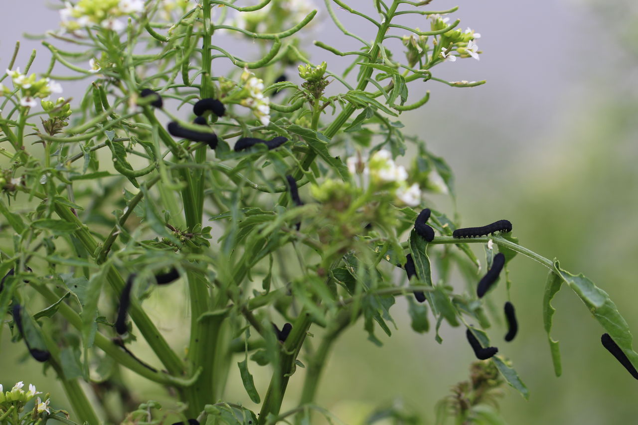 昨日の散歩 鴨川周辺 No ６９ 八田真田八わーるど