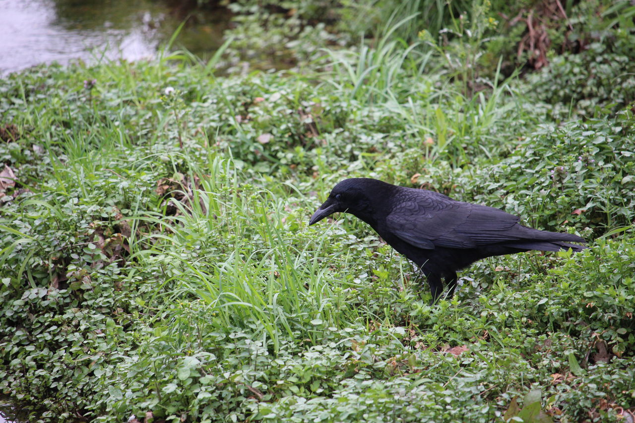 難敵no ３ カラス 八田真田八わーるど
