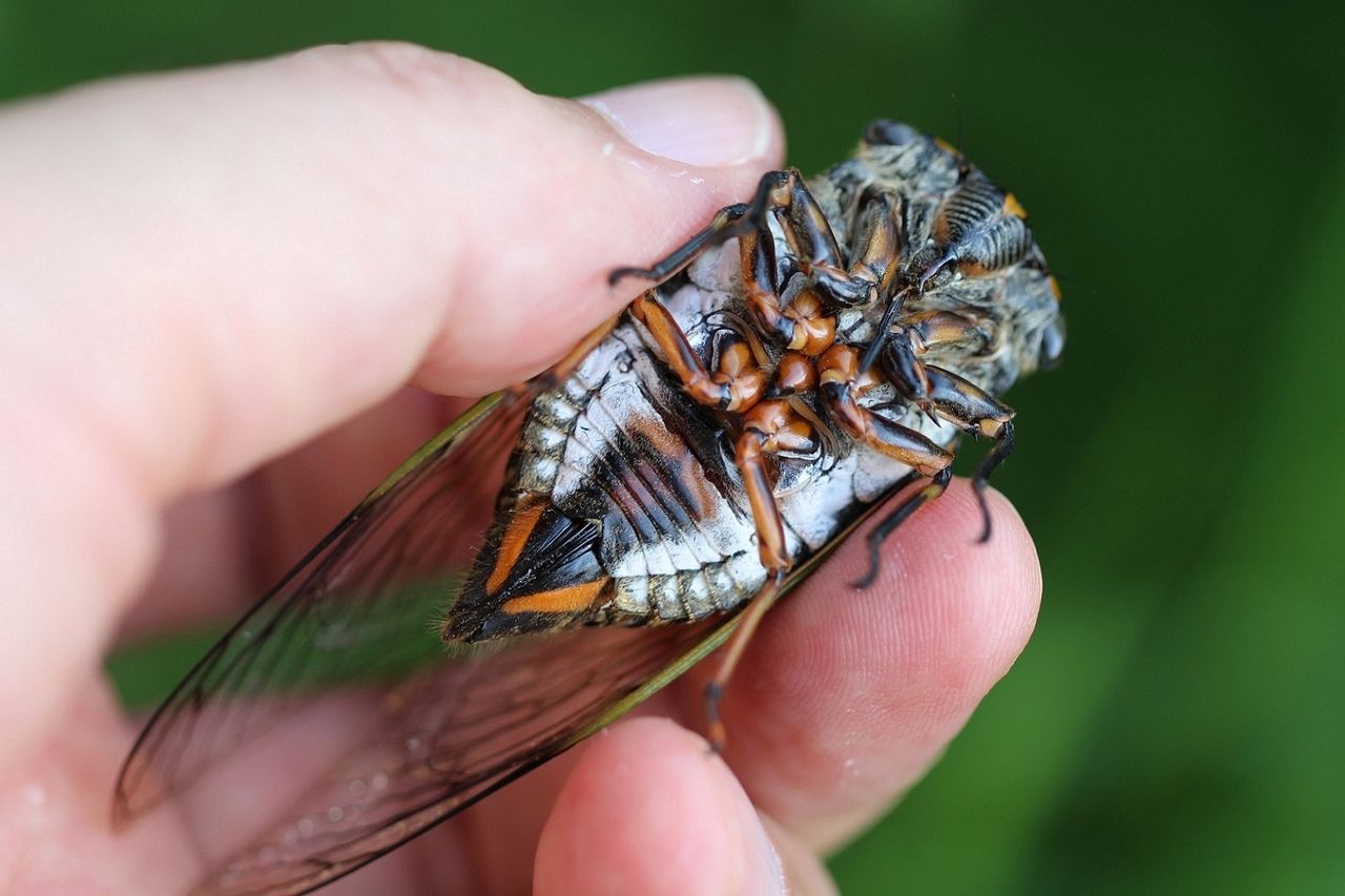 昨日の散歩 鴨川周辺 No ２２０ 八田真田八わーるど