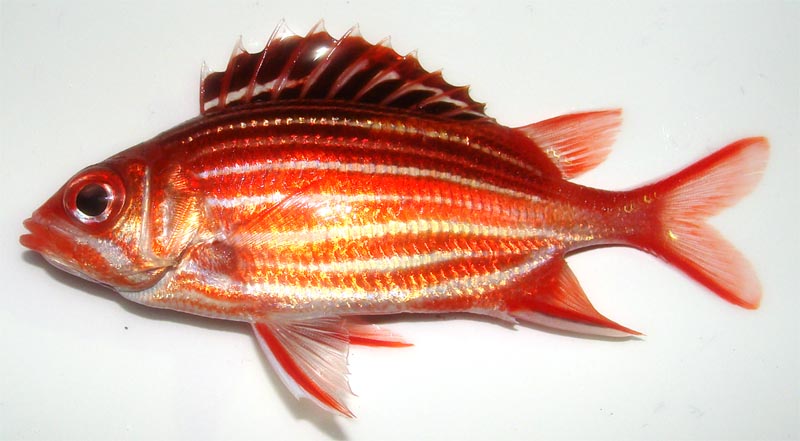 キンメダイを食す なにも思いつかないの記