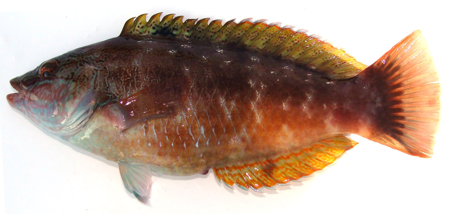 魚の写真と私 後編 なにも思いつかないの記 魚の写真と私 後編 なにも思いつかないの記