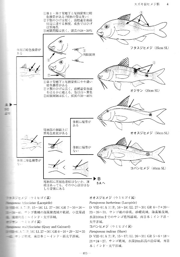 ◇中坊徹次編 『日本産魚類検索 全種の同定 第三版』 東海大学出版会