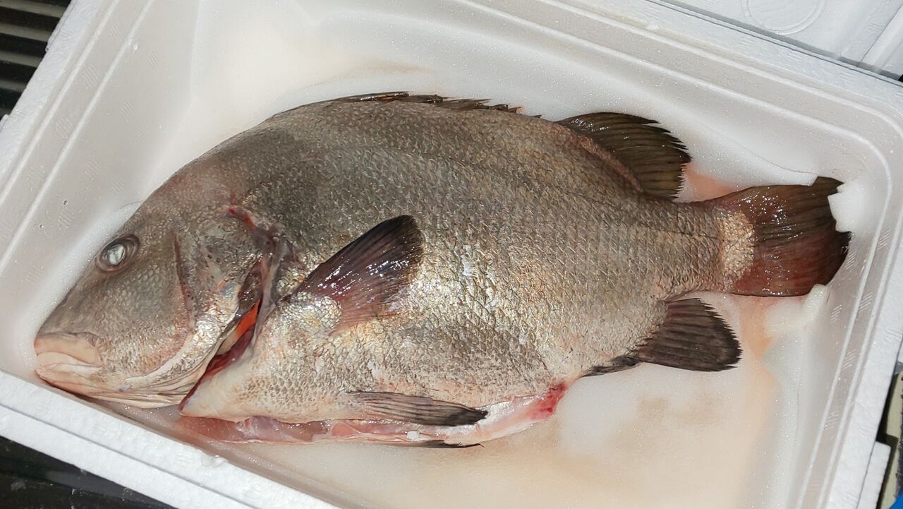 ヒゲを剃った魚 なにも思いつかないの記