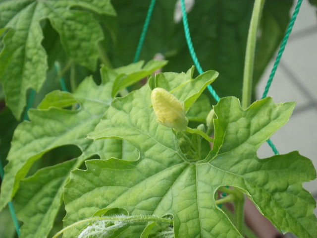 グリーンカーテンに成長の早い 食べやすいゴーヤを使う オヤジ発 節電生活