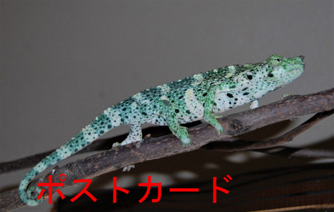 BlogPaint