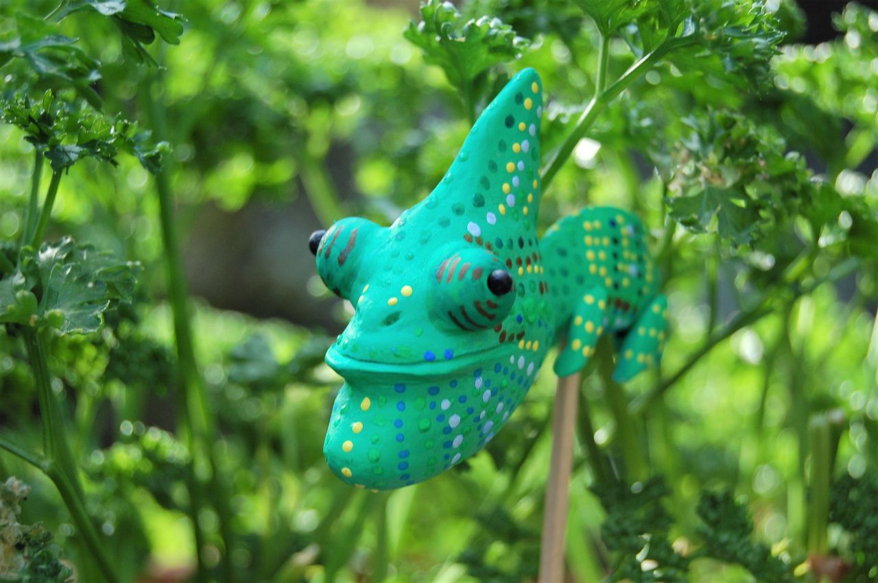 しゃくれカメレオン たんぽぽ屋便り