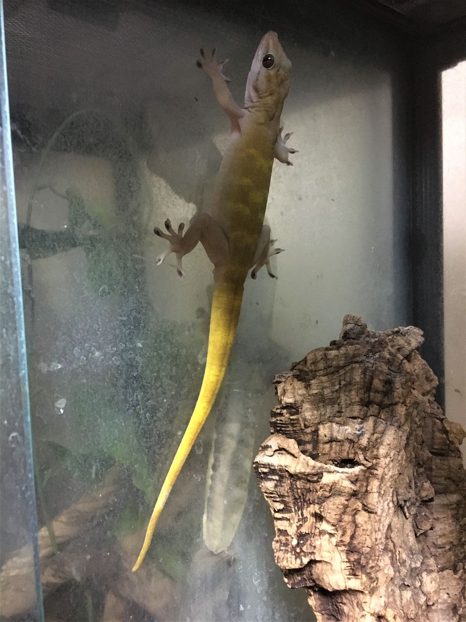 壁チョロ君に夢中 たんぽぽ日和ーはちゅママ日記