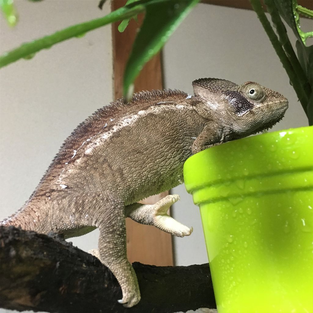 擬態カメレオン チョコ Dﾟ たんぽぽ日和ーはちゅママ日記