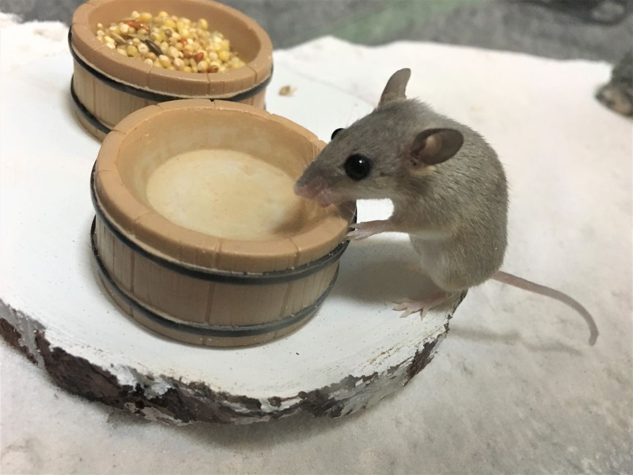 チューちゃんおはよう たんぽぽ日和ーはちゅママ日記 チューちゃんおはよう たんぽぽ日和ーはちゅママ日記