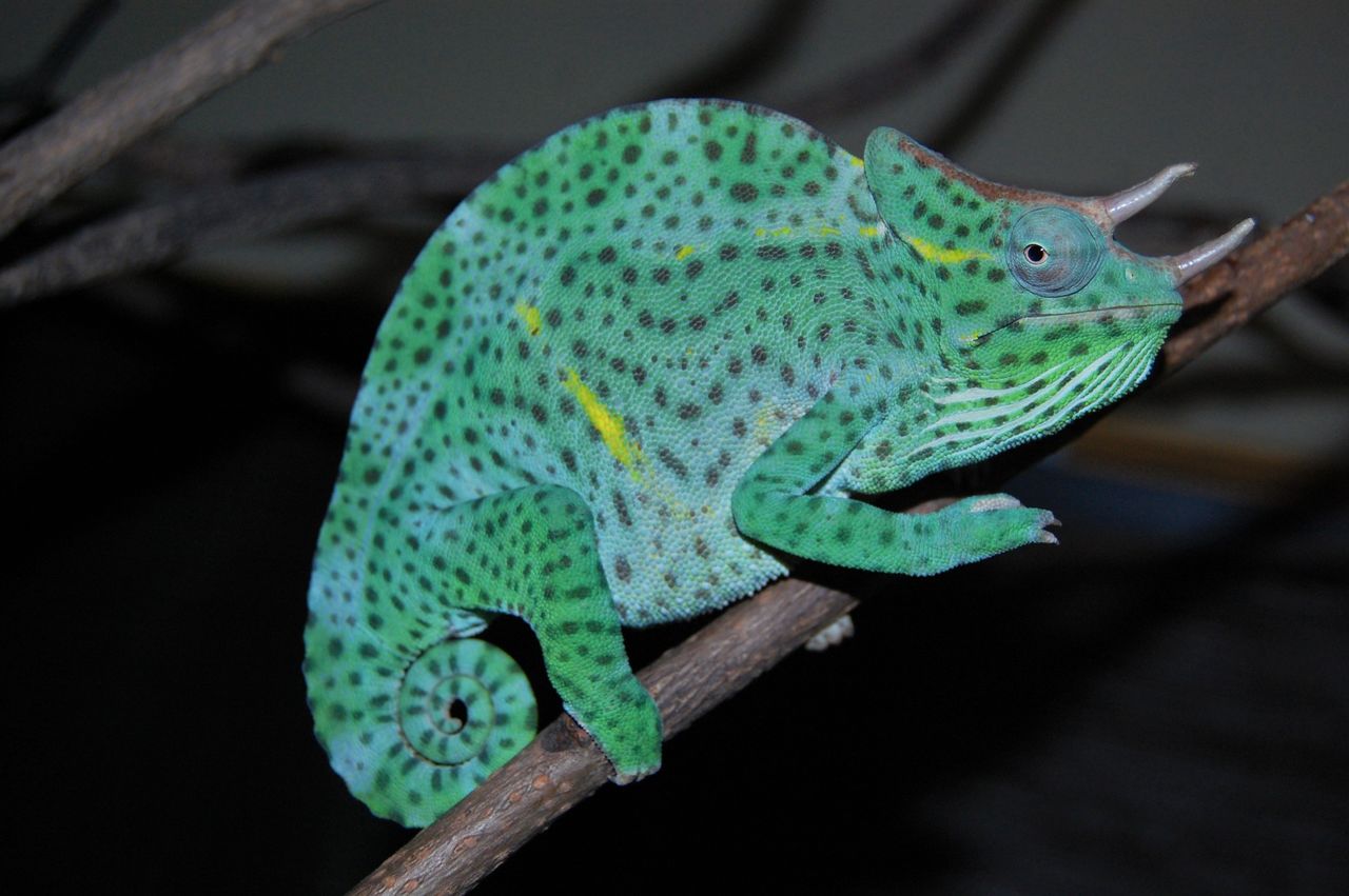 えんどう君の成長記録 たんぽぽ日和ーはちゅママ日記