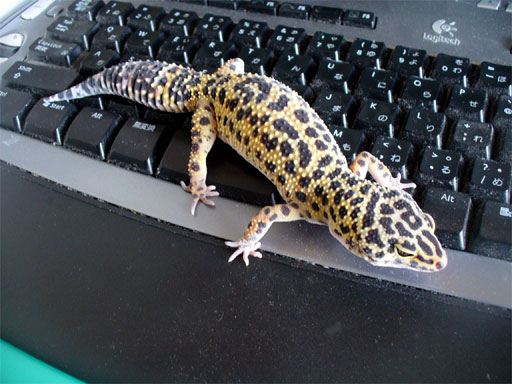 アフリカツメガエル観察日記 ヒョウモントカゲモドキ
