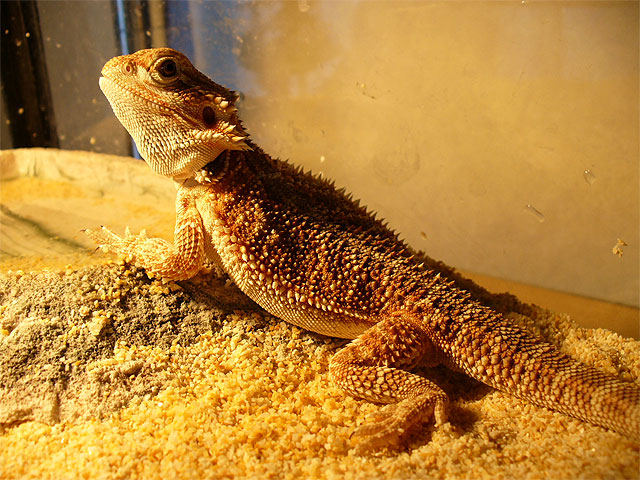フトアゴヒゲトカゲ触りすぎ - 79c0a928