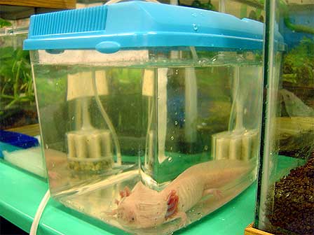 ウパケロ治療中 アフリカツメガエル観察日記