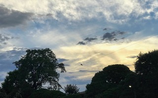 IMG_6681