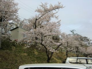 桜2