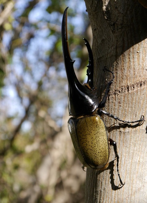 期間限定 真冬の昆虫採集 おすすめ情報 スパリゾートハワイアンズ ブログ