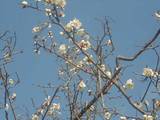梅の花