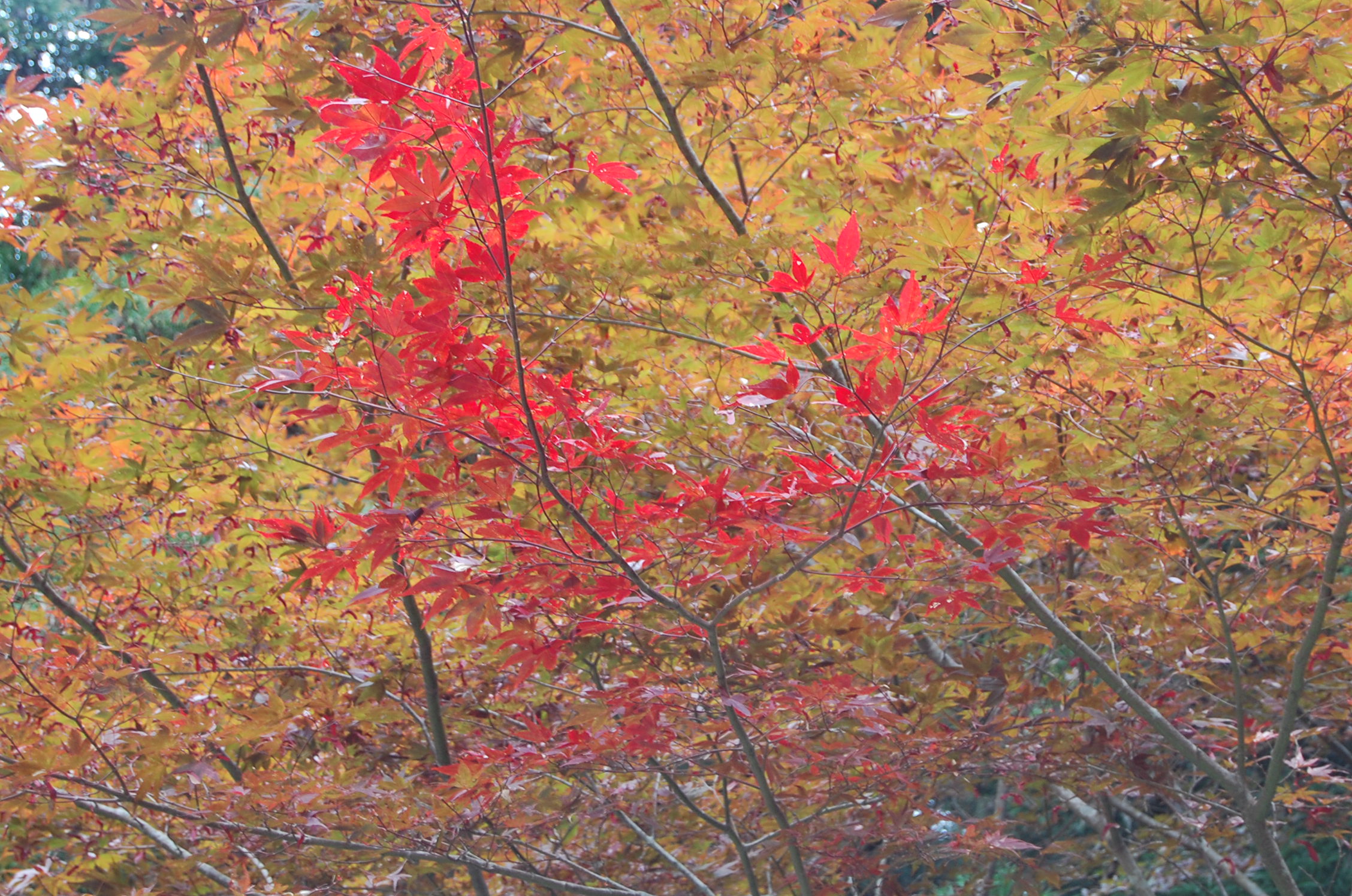 花園渓谷の紅葉 スパリゾートハワイアンズ ブログ