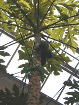 �ѥѥ������