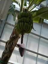 �����椬�Ĥ��Ƥ���Хʥ�