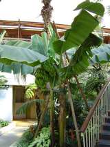 �����������ѡ����ΥХʥ�