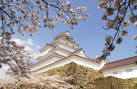 鶴ヶ城　桜2