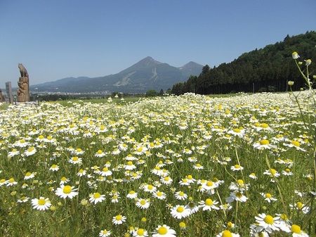 カモマイル2(猪苗代ハーブ園)