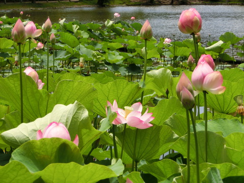 白水阿弥陀堂古代ハス5