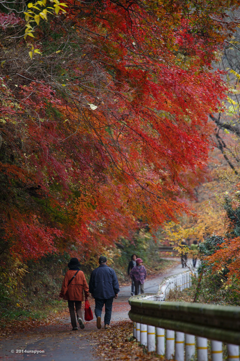 龍神峡(紅葉)5