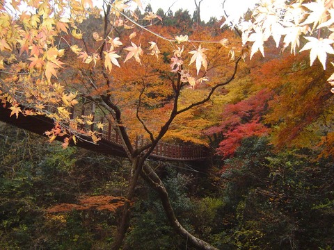 紅葉写真3