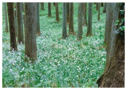 シャガ群生&杉林