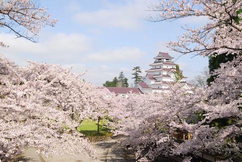 鶴ヶ城 桜12sakura