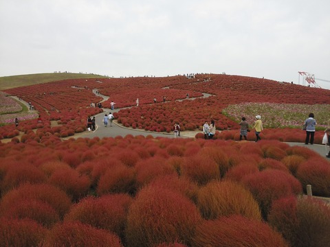 コキア　ひたち海浜公園